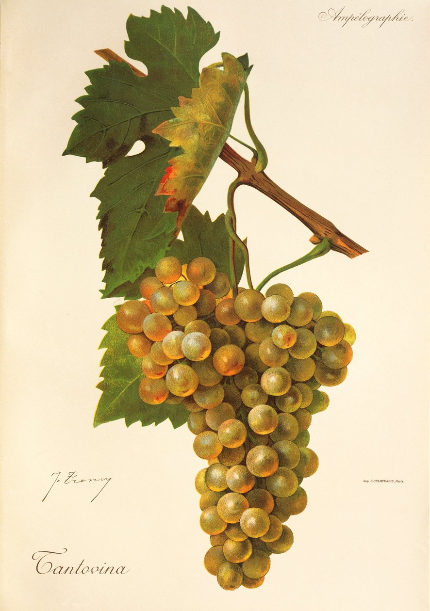 Tantovina grape by J. Troncy od Jules Troncy