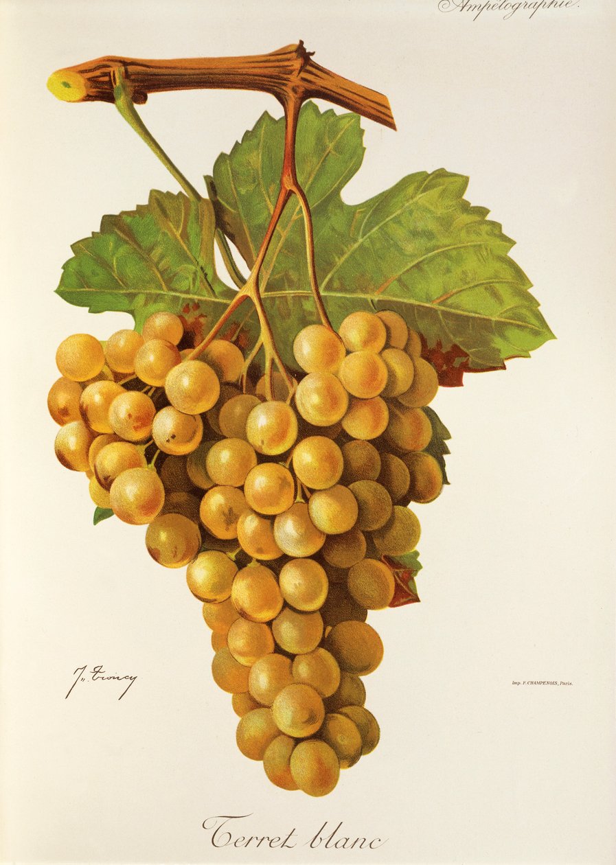 Hrozna Terret Blanc od J. Troncyho od Jules Troncy