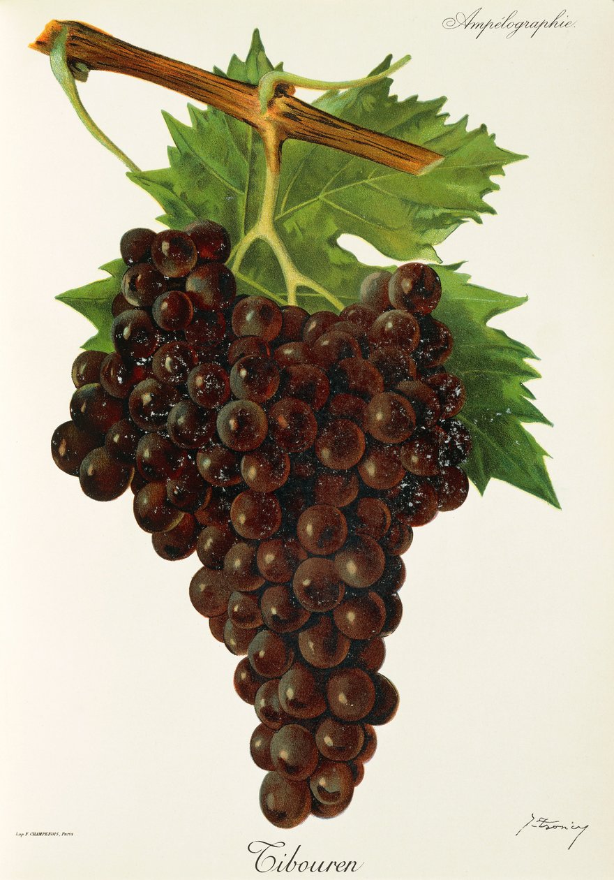 Tibouren hroznů od J. Troncy od Jules Troncy