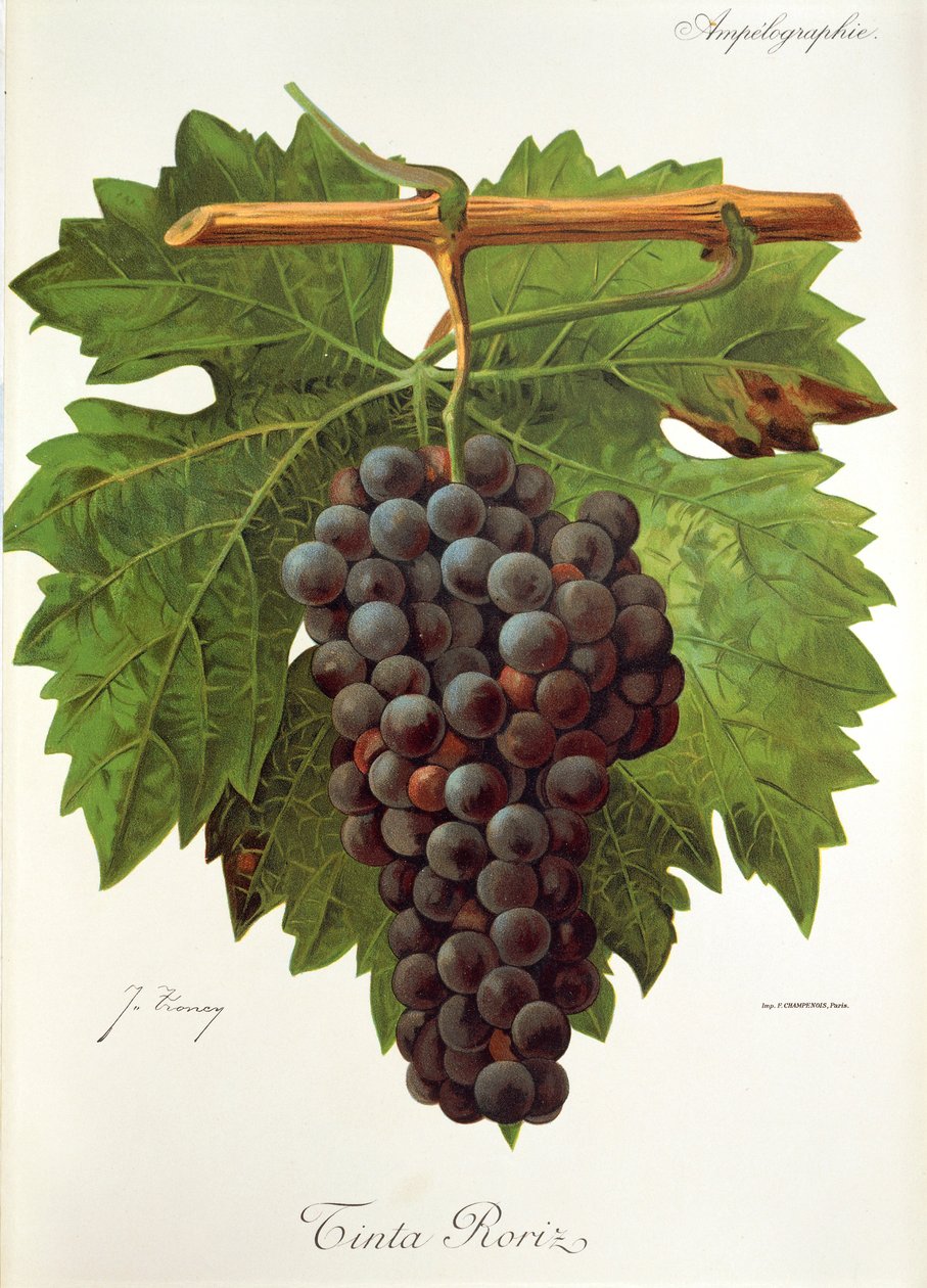 Ink Roriz grape od J. Troncy od Jules Troncy