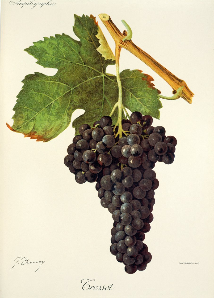 Hrozna Tressot od J. Troncyho od Jules Troncy