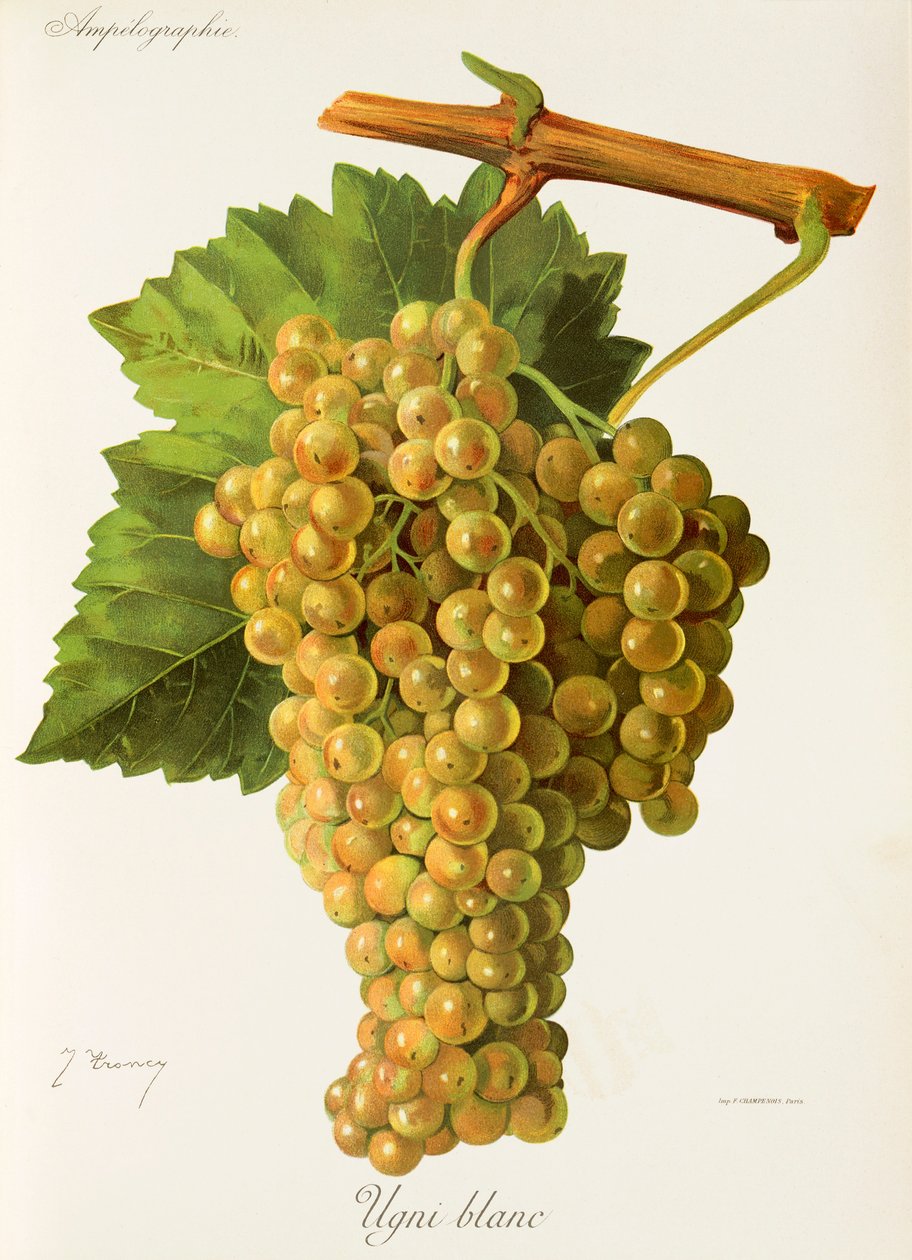 Hrozna Ugni Blanc od J. Troncyho od Jules Troncy