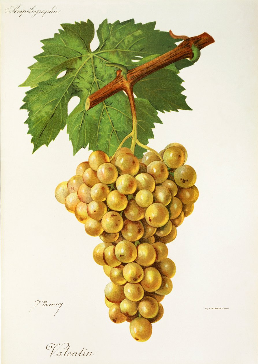 Valentin hroznů od J. Troncyho od Jules Troncy