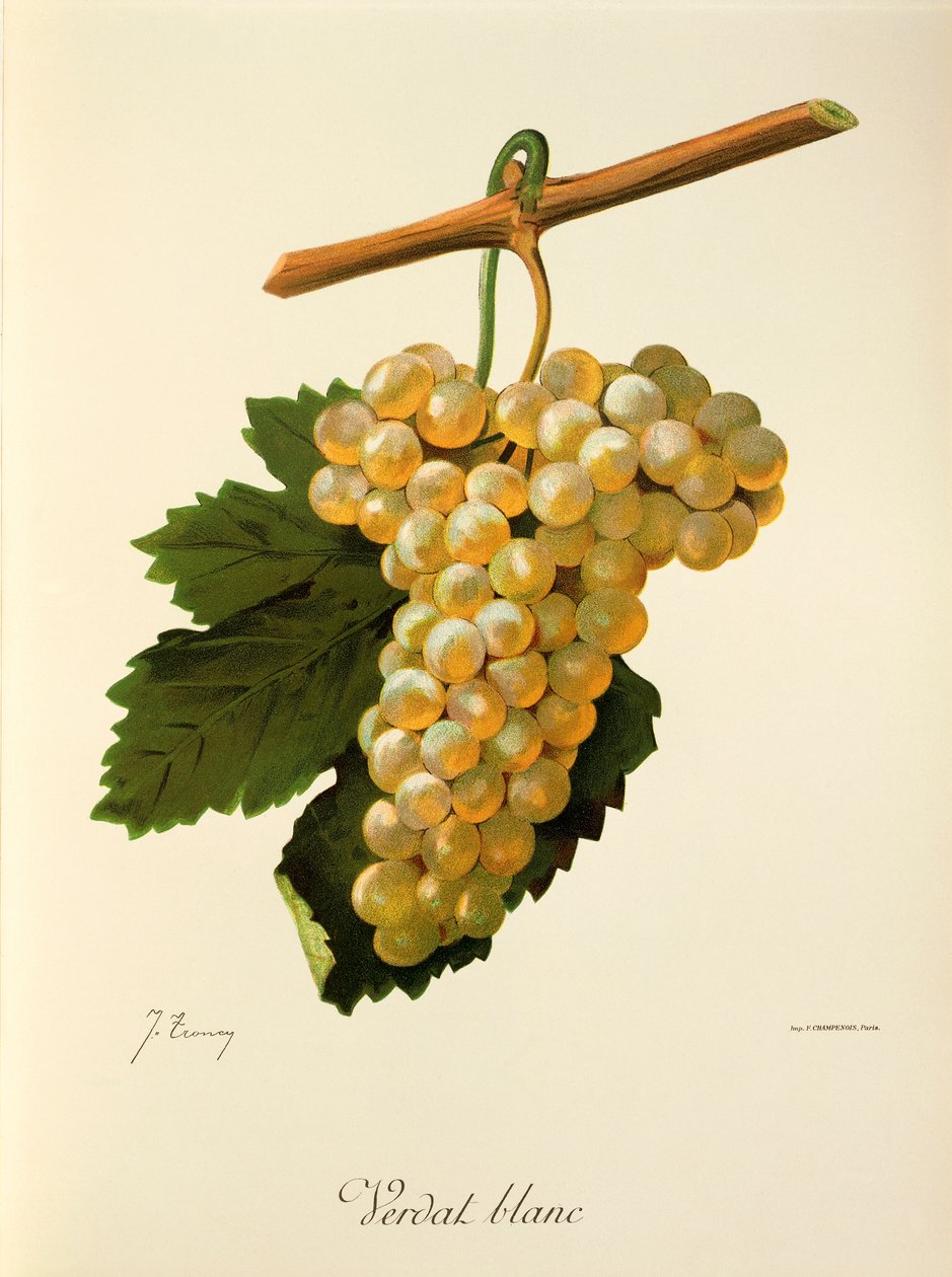 Hrozna Verdat Blanc od J. Troncyho od Jules Troncy