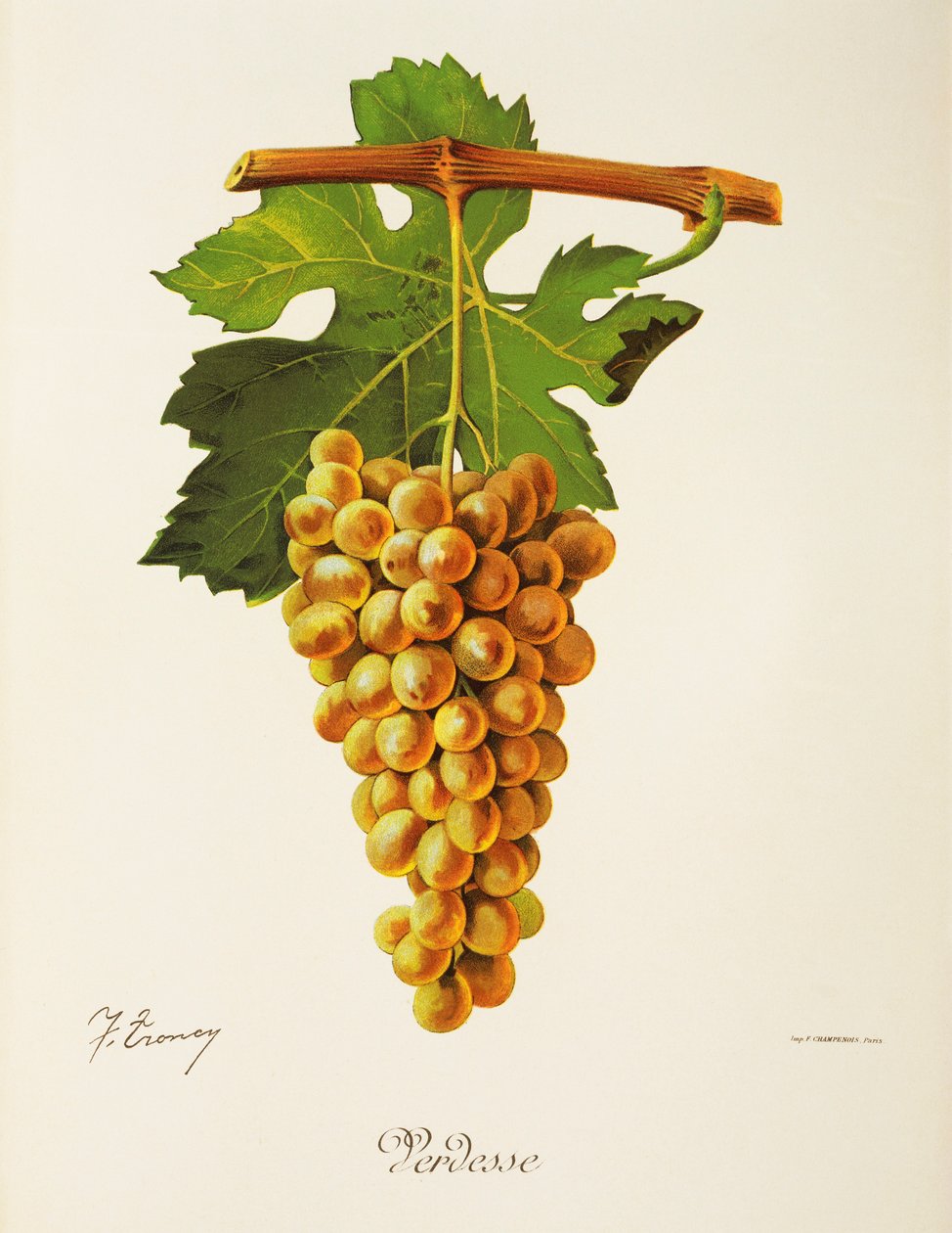 Verdesse hroznů od J. Troncy od Jules Troncy