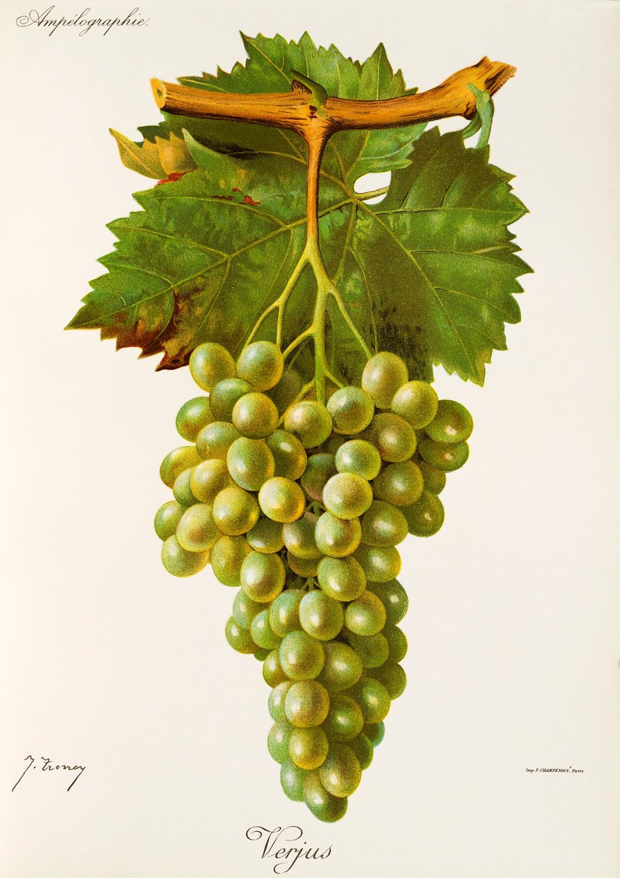 Hrozna Verjus od J. Troncyho od Jules Troncy