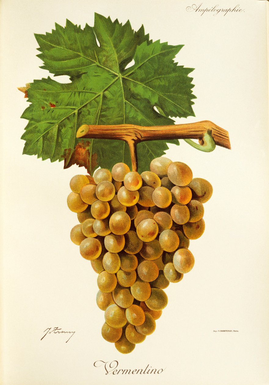 Hrozna Vermentino od J. Troncyho od Jules Troncy