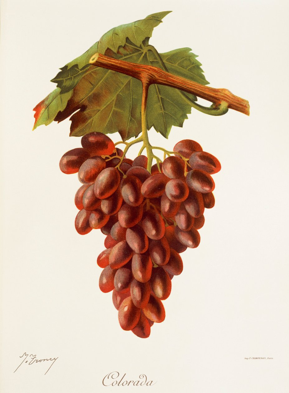 colourada grape od J. Troncyho od Jules Troncy