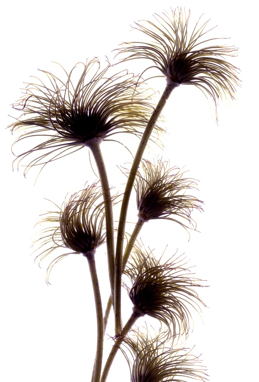 Clematis Buds, 2010, (digitální fotogram, digitální originální tisk) od Julia McLemore
