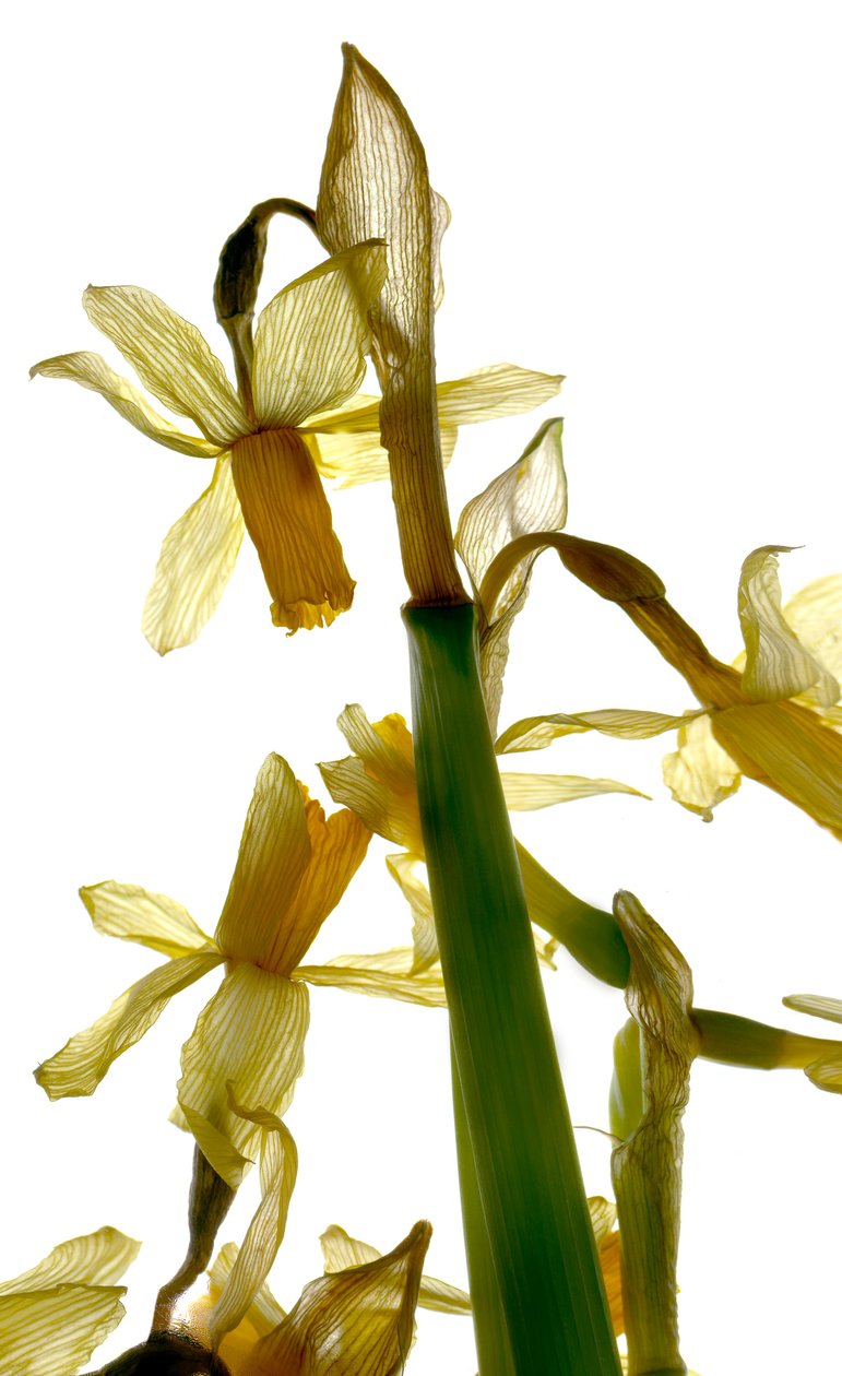 Stojan na narcisy (digitální fotogram, digitální originální tisk, fotografie) od Julia McLemore