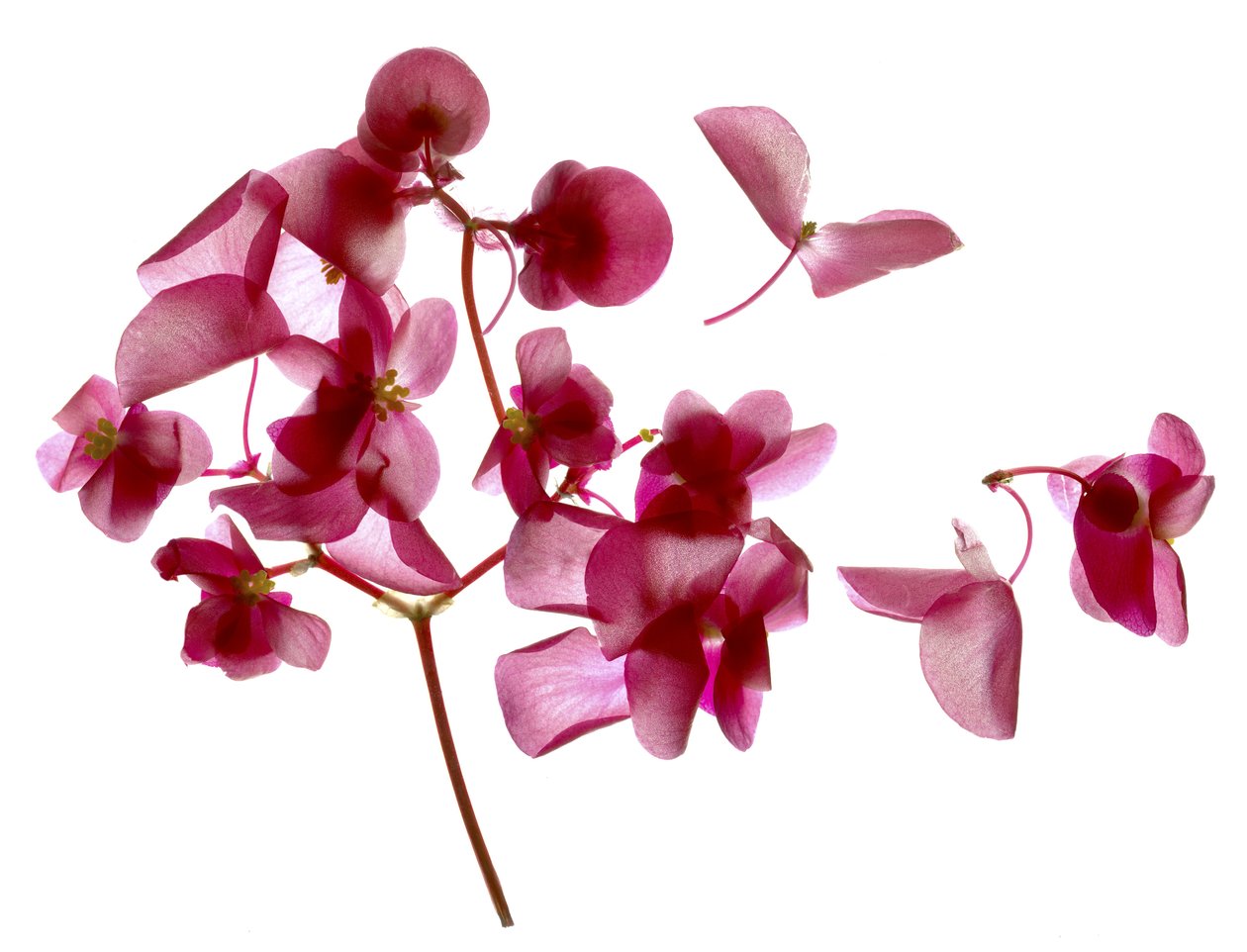 Pink Begonia I (digitální fotogram, digitální originální tisk) od Julia McLemore