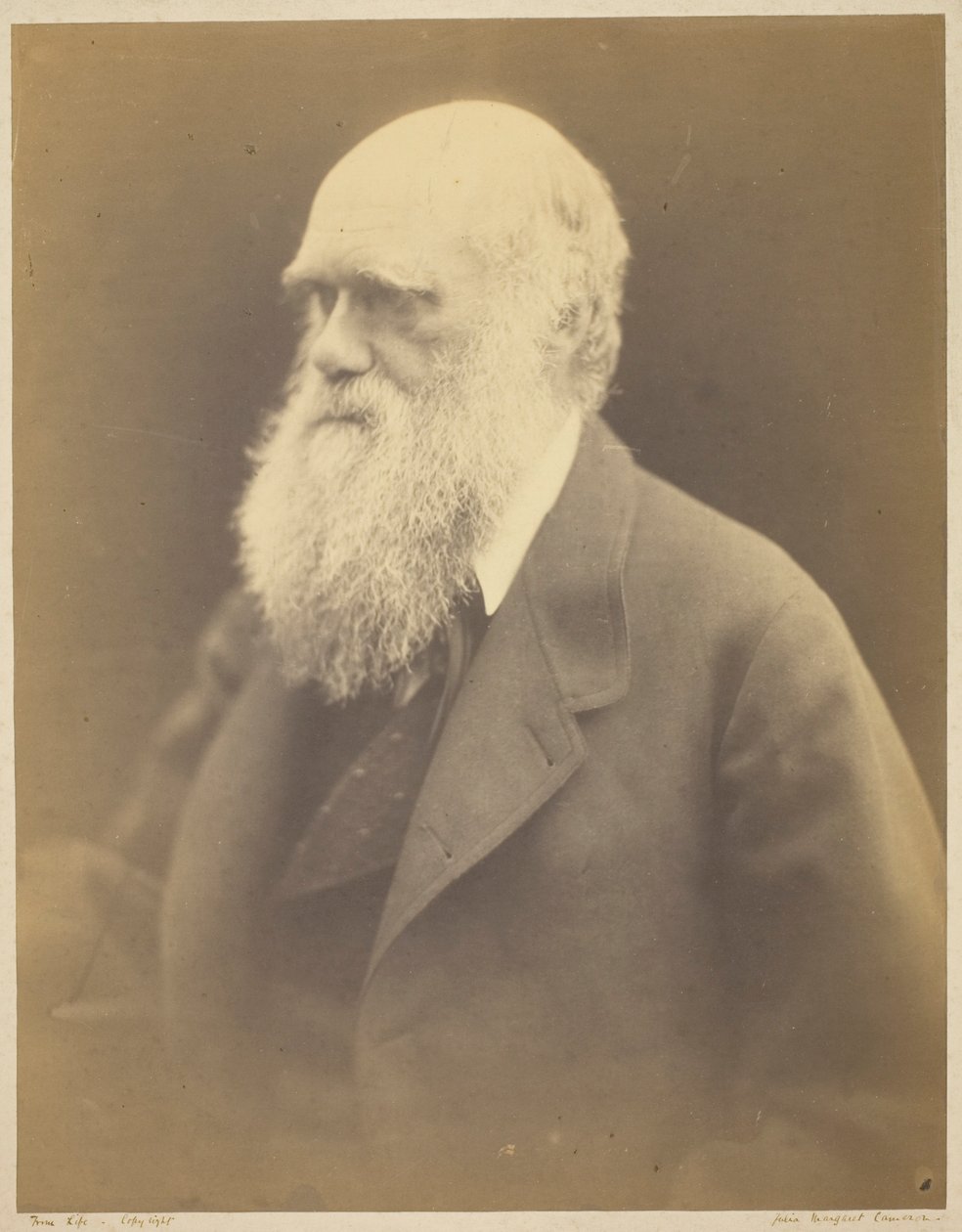 Charles Darwin od Julia Margaret Cameron