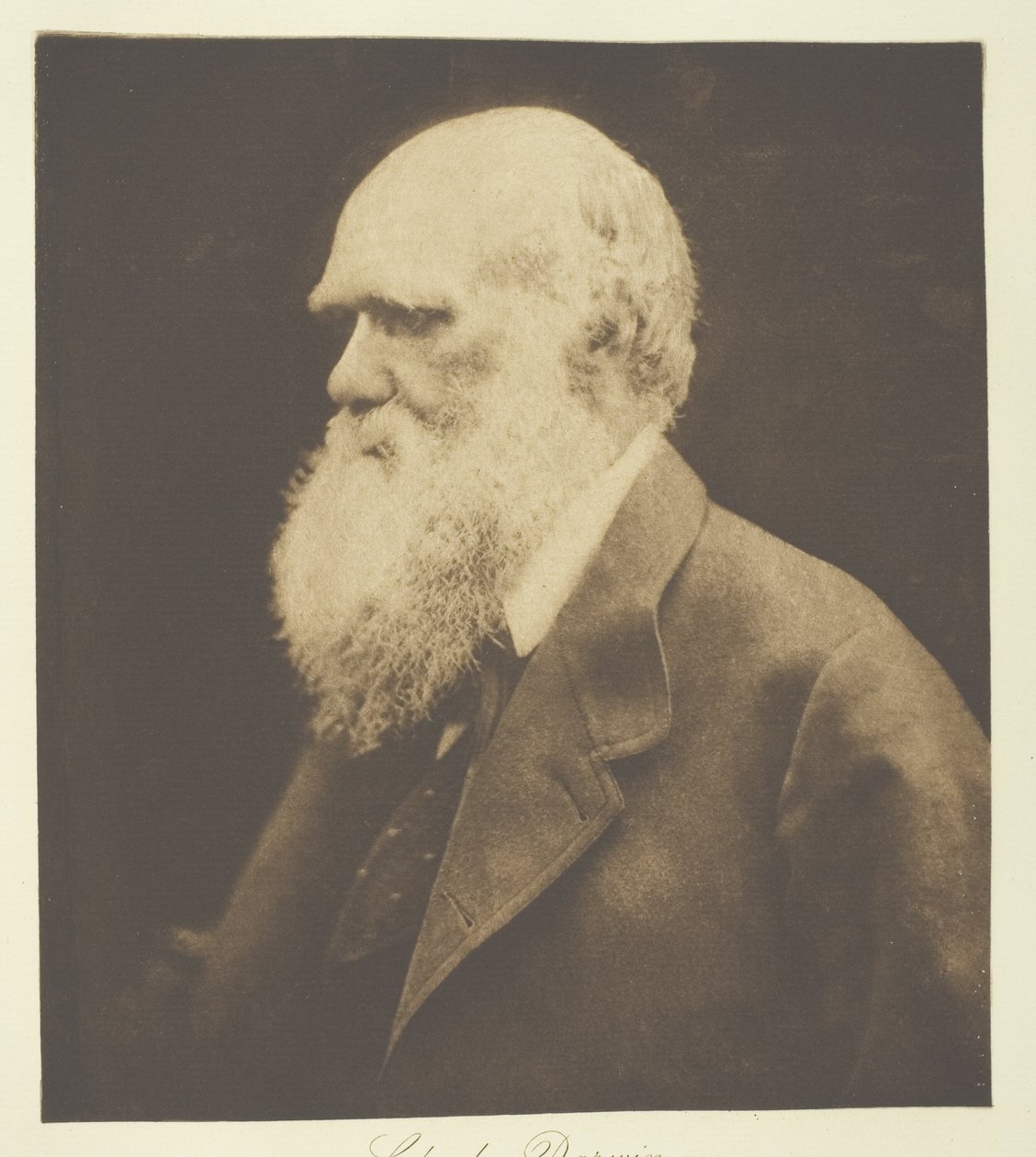 Charles Darwin od Julia Margaret Cameron