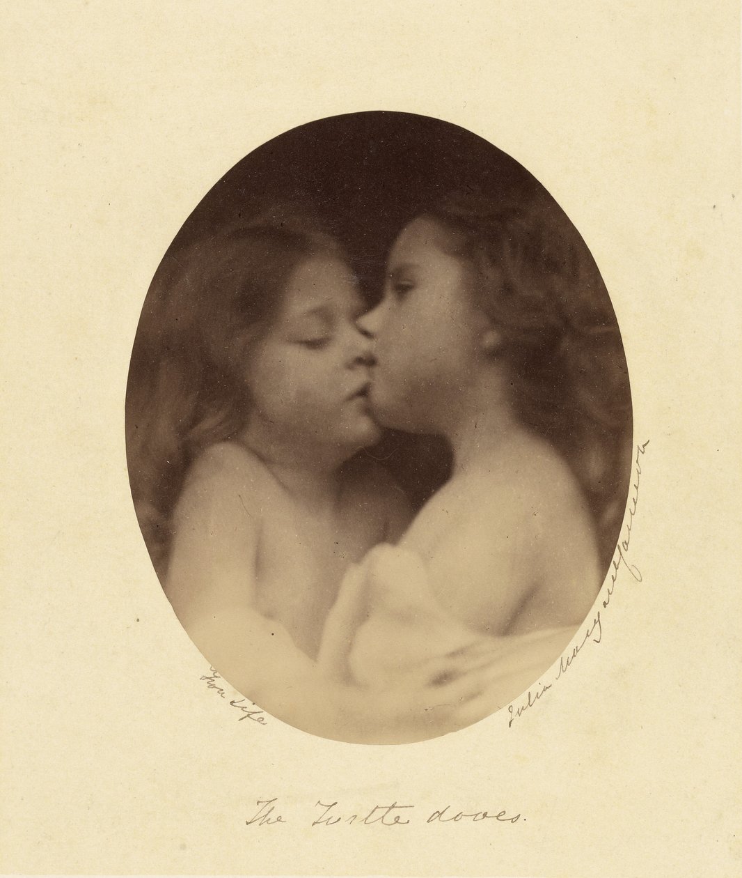 Holubice želvy od Julia Margaret Cameron