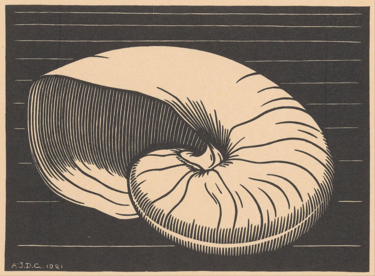 Shell od Julie de Graag (signed by artist)