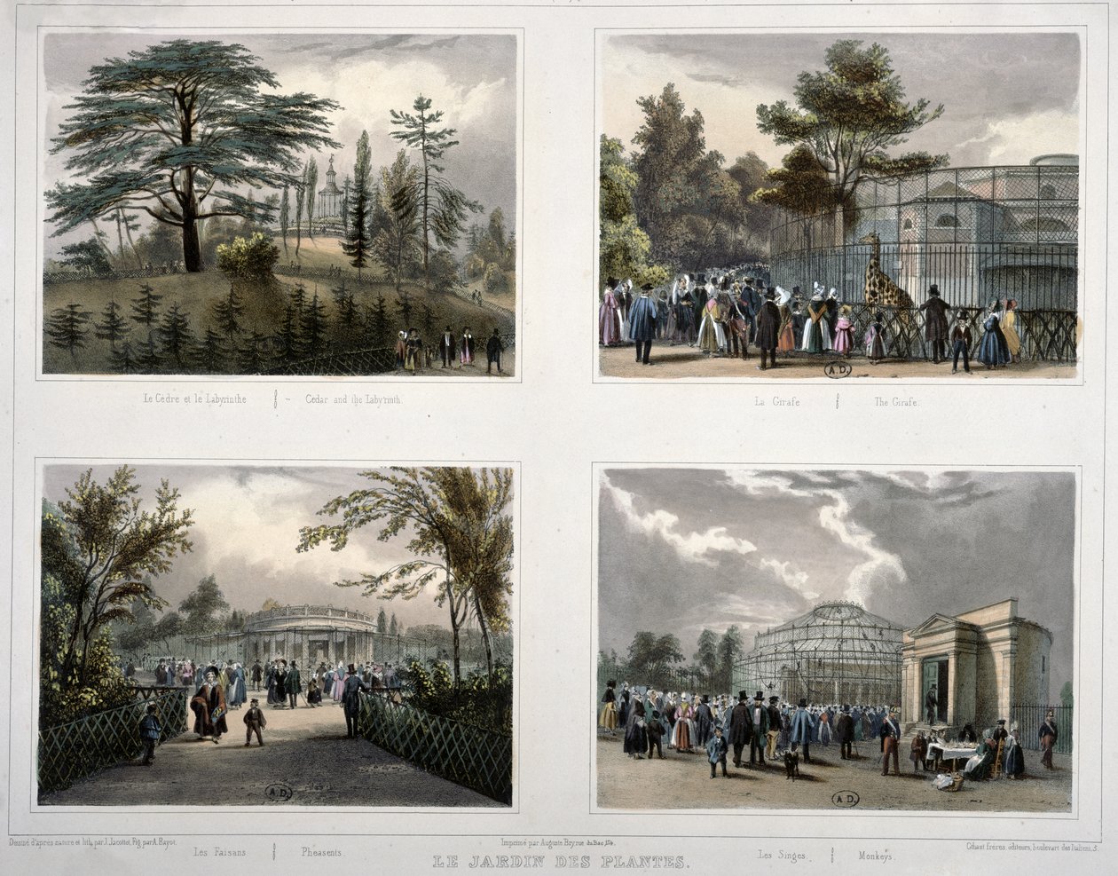 Jardin des Plantes v Paříži: Cedr a labyrint, Žirafa, Bažanti, Opice od Jean Jacottet