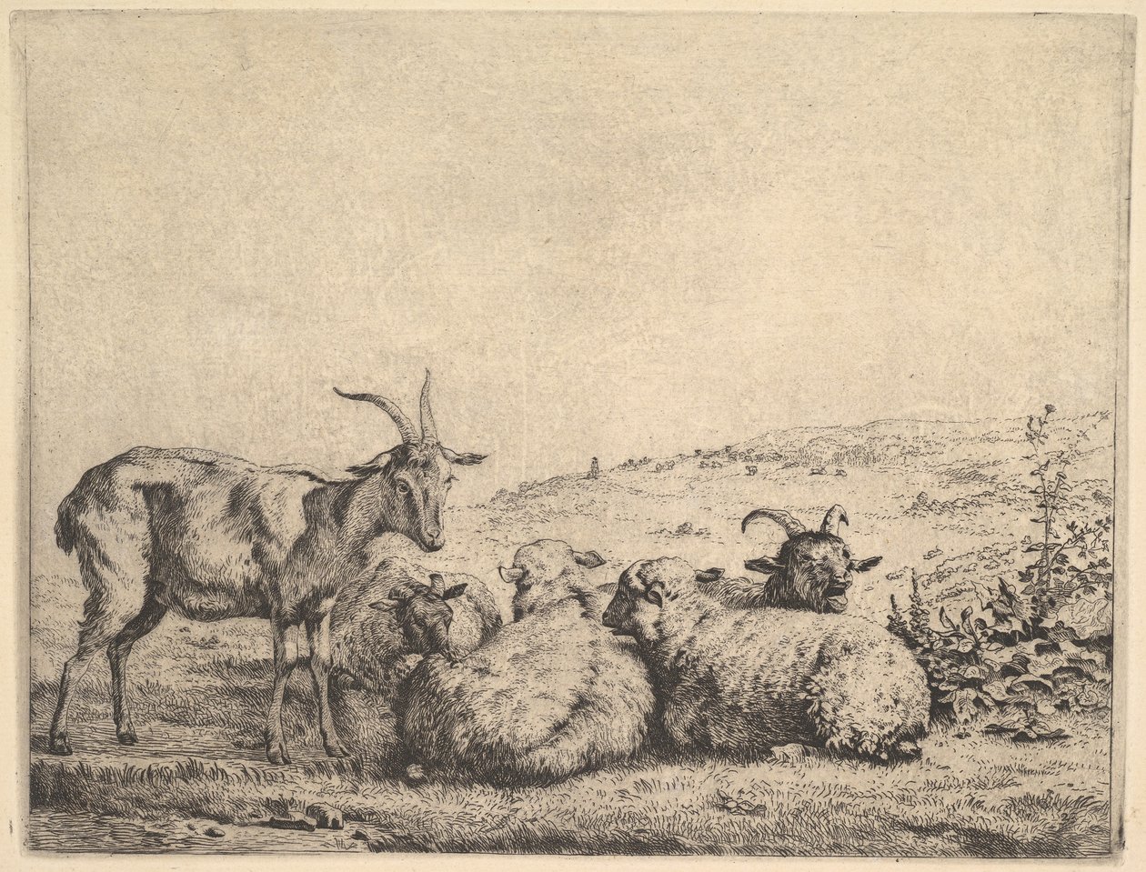 Dvě kozy a tři ovce, 1655. od Karel Du Jardin
