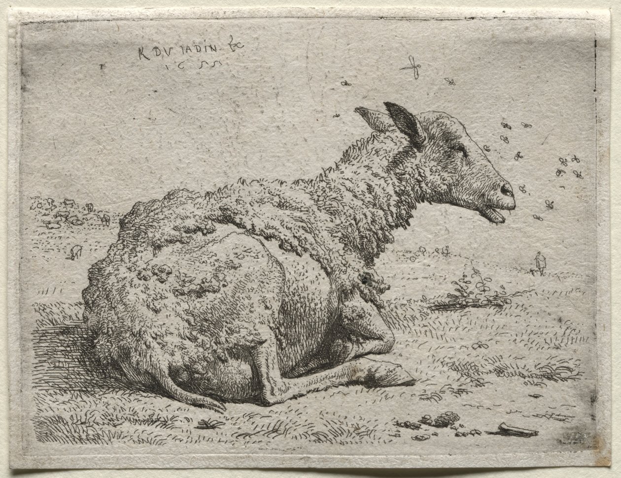 Ovce a mouchy od Karel Dujardin