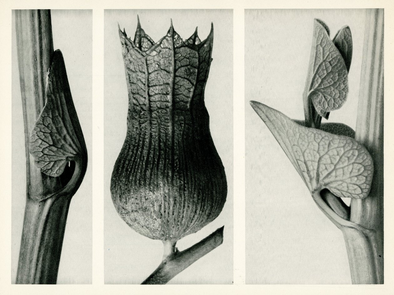 Aristolochia Clematitis. 1929 (fotorytina) od Karl Blossfeldt