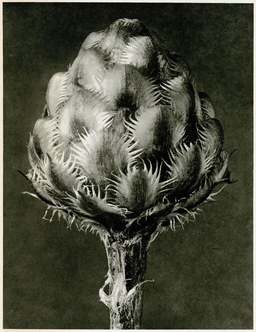 Centaurea Grecesina. 1929 (hlubotisk) od Karl Blossfeldt