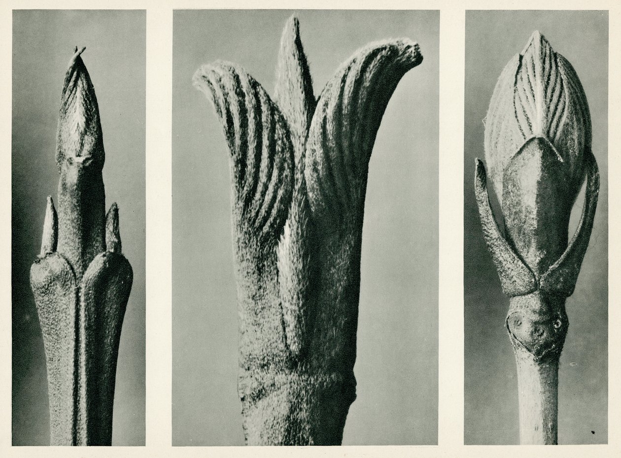 Cornus Brachypoda. 1929 (fotogravura) od Karl Blossfeldt