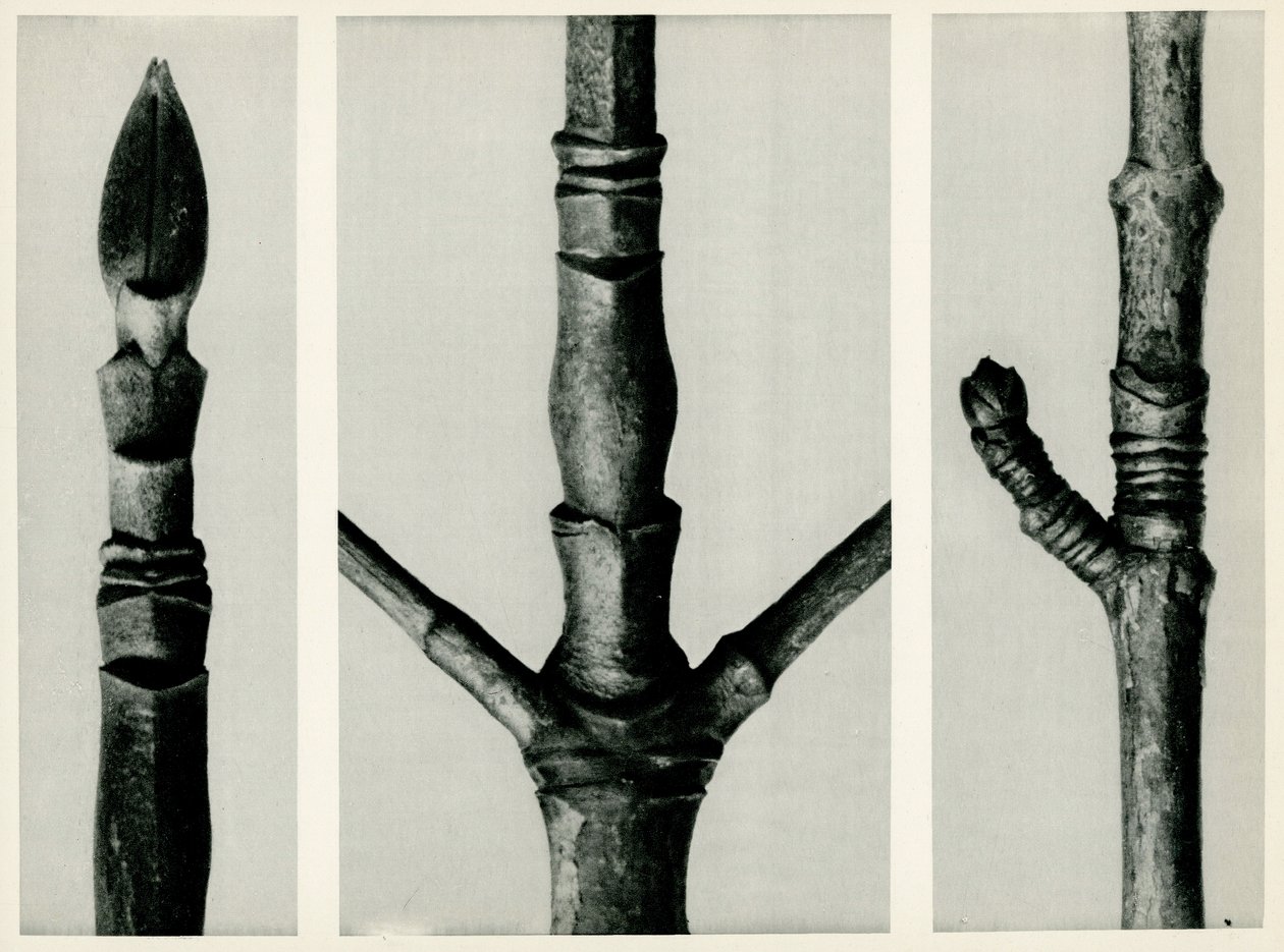 Cornus Nuttalli. 1929 (fotorytina) od Karl Blossfeldt