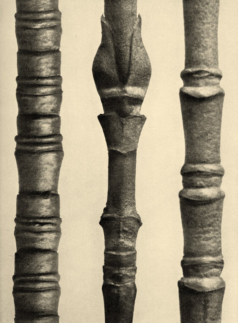 Cornus Nuttallii 1929 (hlubotisk) od Karl Blossfeldt