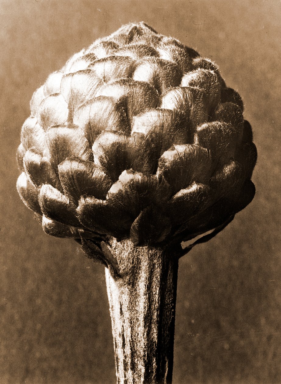 Cynara cardunculus 1929 (hlubotisk) od Karl Blossfeldt