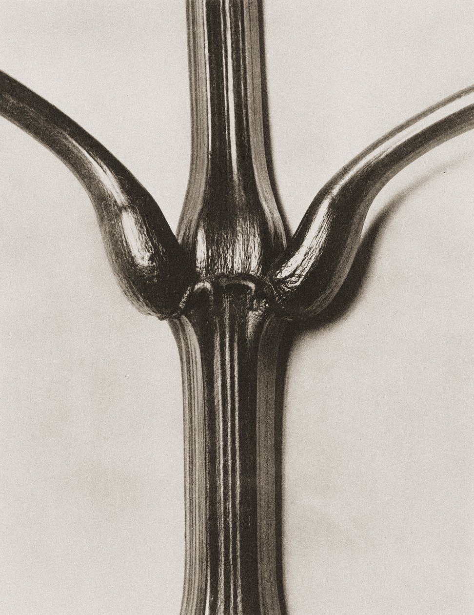 Impatiens glandulifera, 1929 (hlubotisk) od Karl Blossfeldt