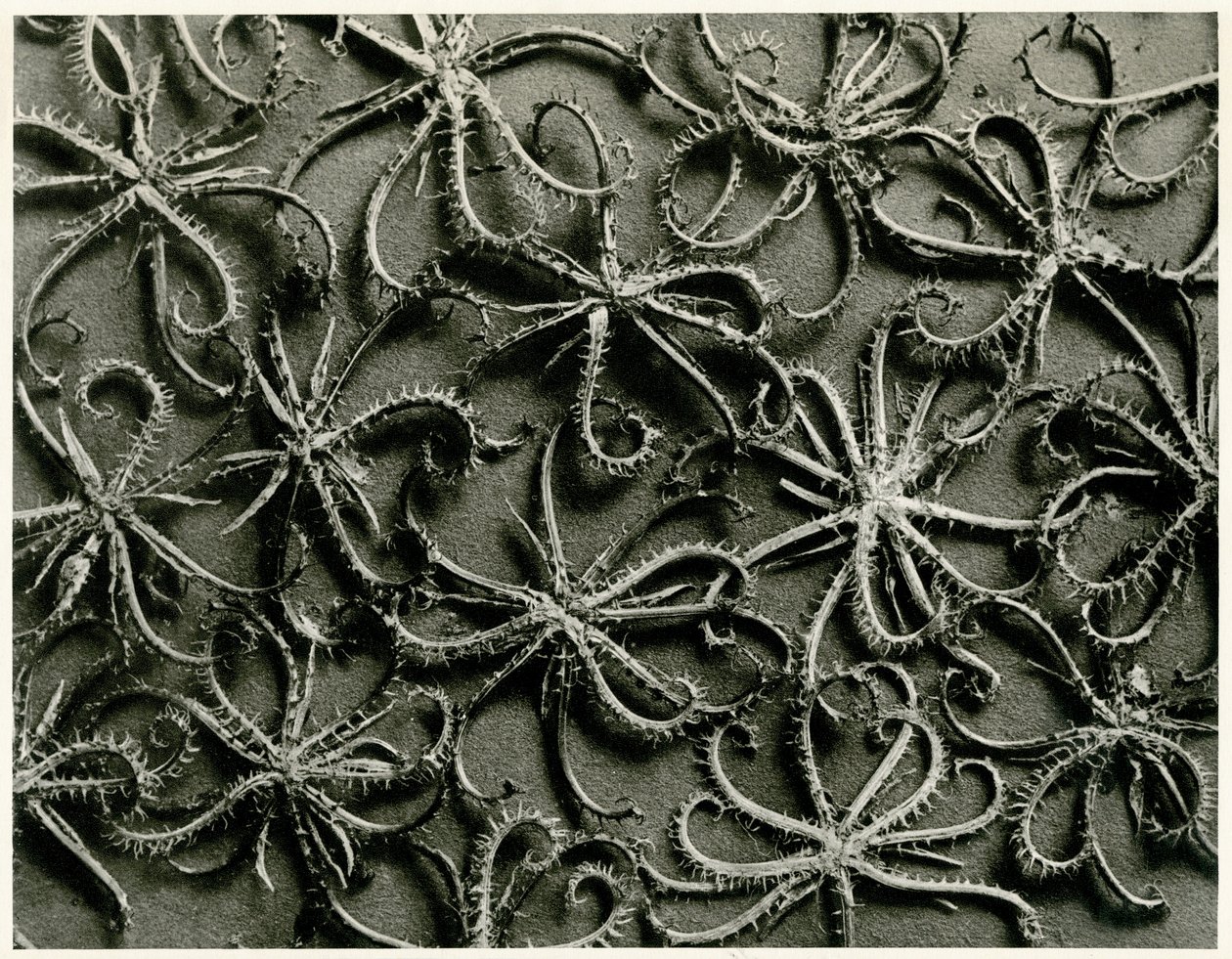 Koelpinia Linearis. 1929 (hlubotisk) od Karl Blossfeldt