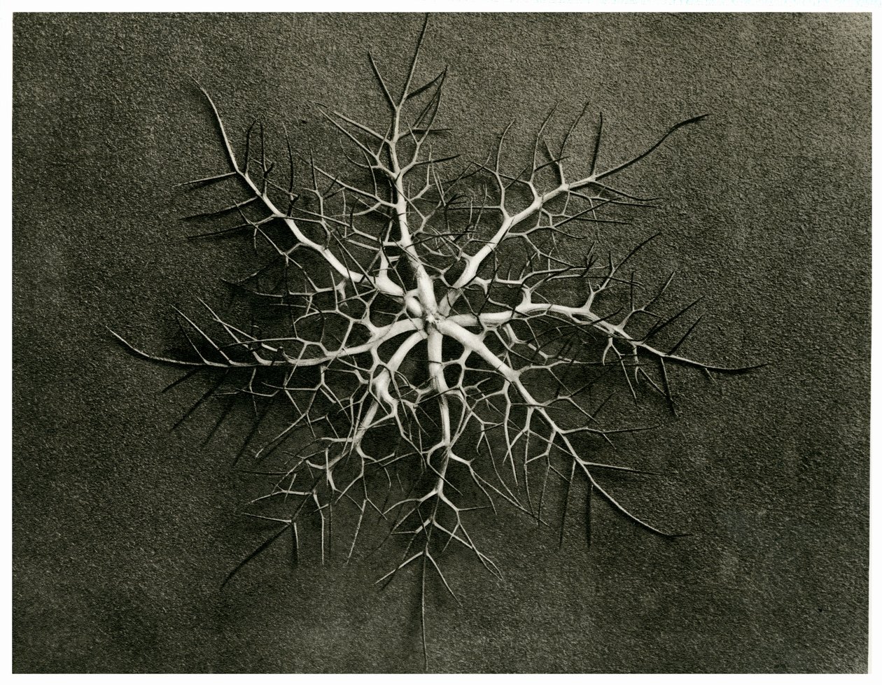 Nigella Damascena. 1929 (fotogravura) od Karl Blossfeldt