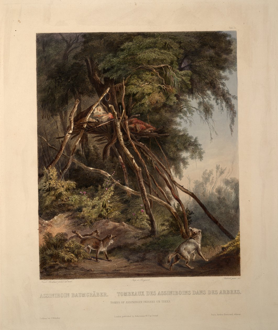 Hrobky indiánů Assiniboinů na stromech od Karl Bodmer