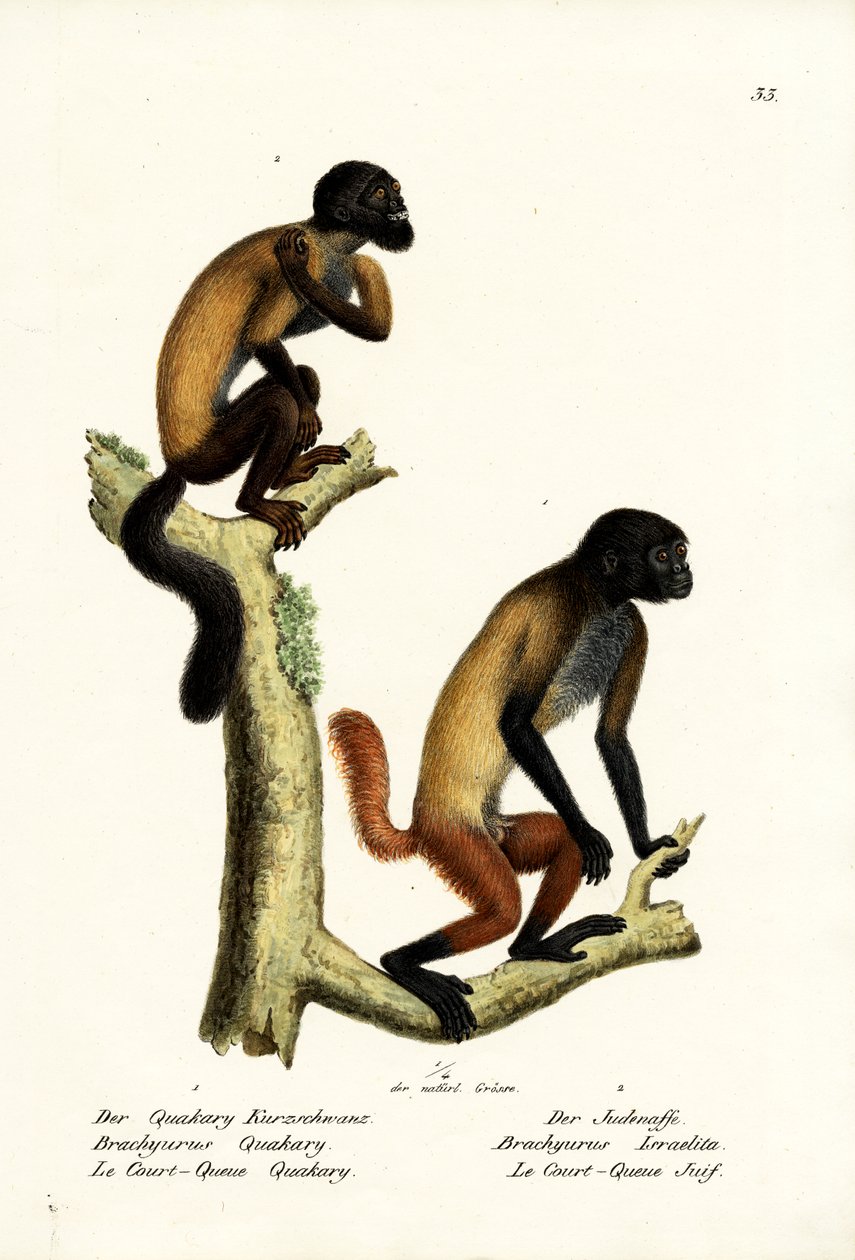Bearded Saki, 1824 od Karl Joseph Brodtmann