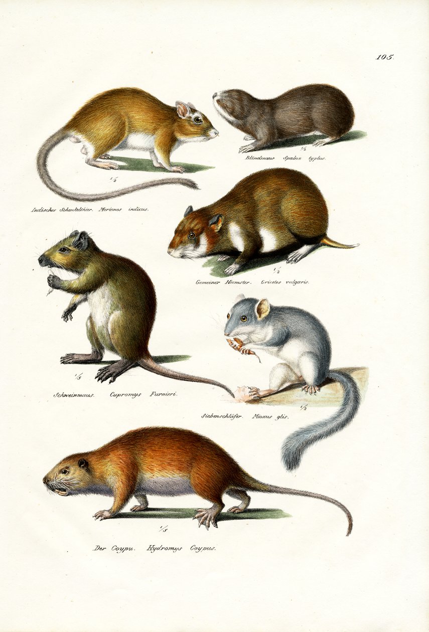 Blindmole, 1824 od Karl Joseph Brodtmann
