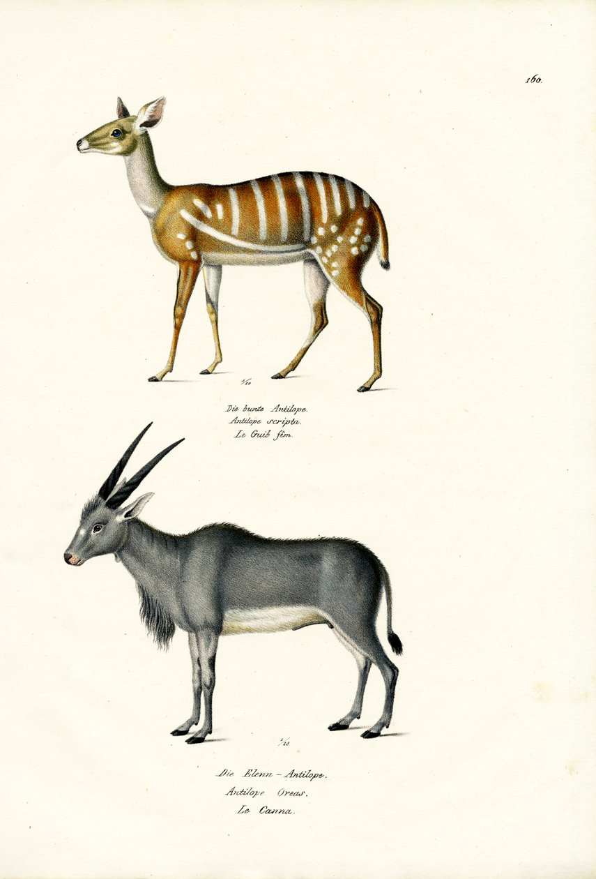 Bushbuck, 1824 od Karl Joseph Brodtmann