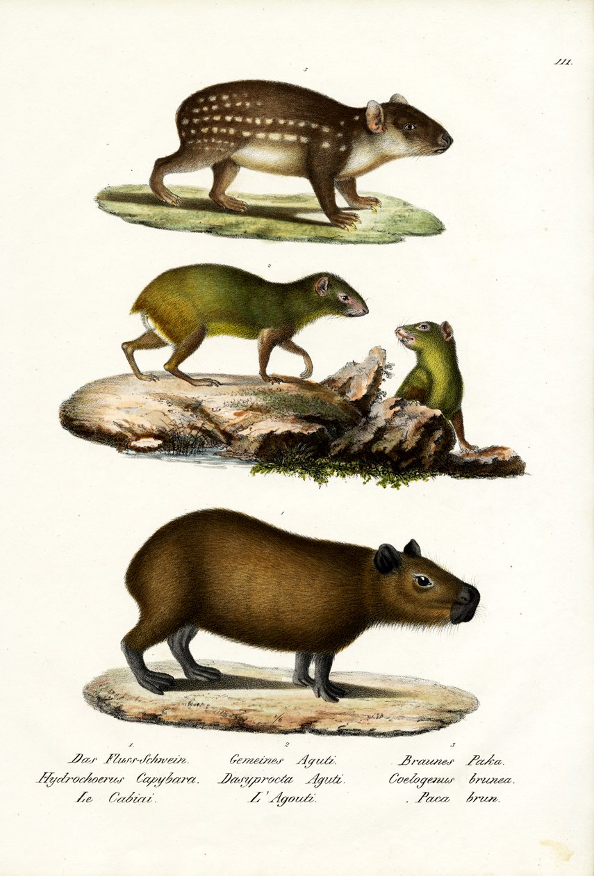 Kapybara, 1824 od Karl Joseph Brodtmann