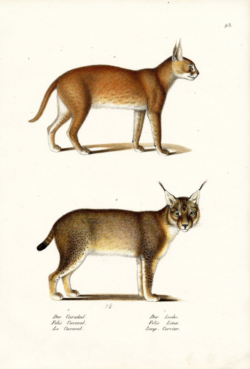 Caracal, 1824 od Karl Joseph Brodtmann