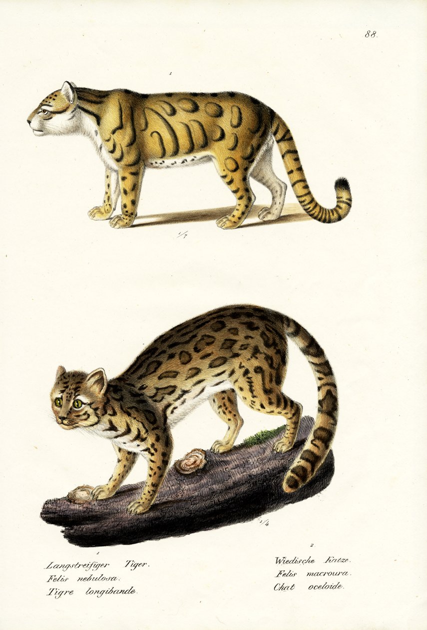 Leopard obláčkový, 1824 od Karl Joseph Brodtmann