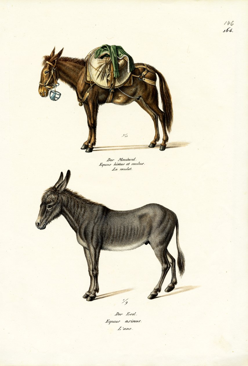 Osel, 1824 od Karl Joseph Brodtmann