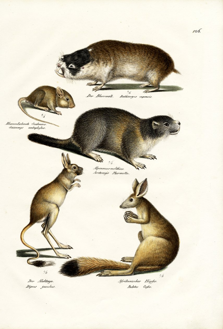 Duna Mole, 1824 od Karl Joseph Brodtmann