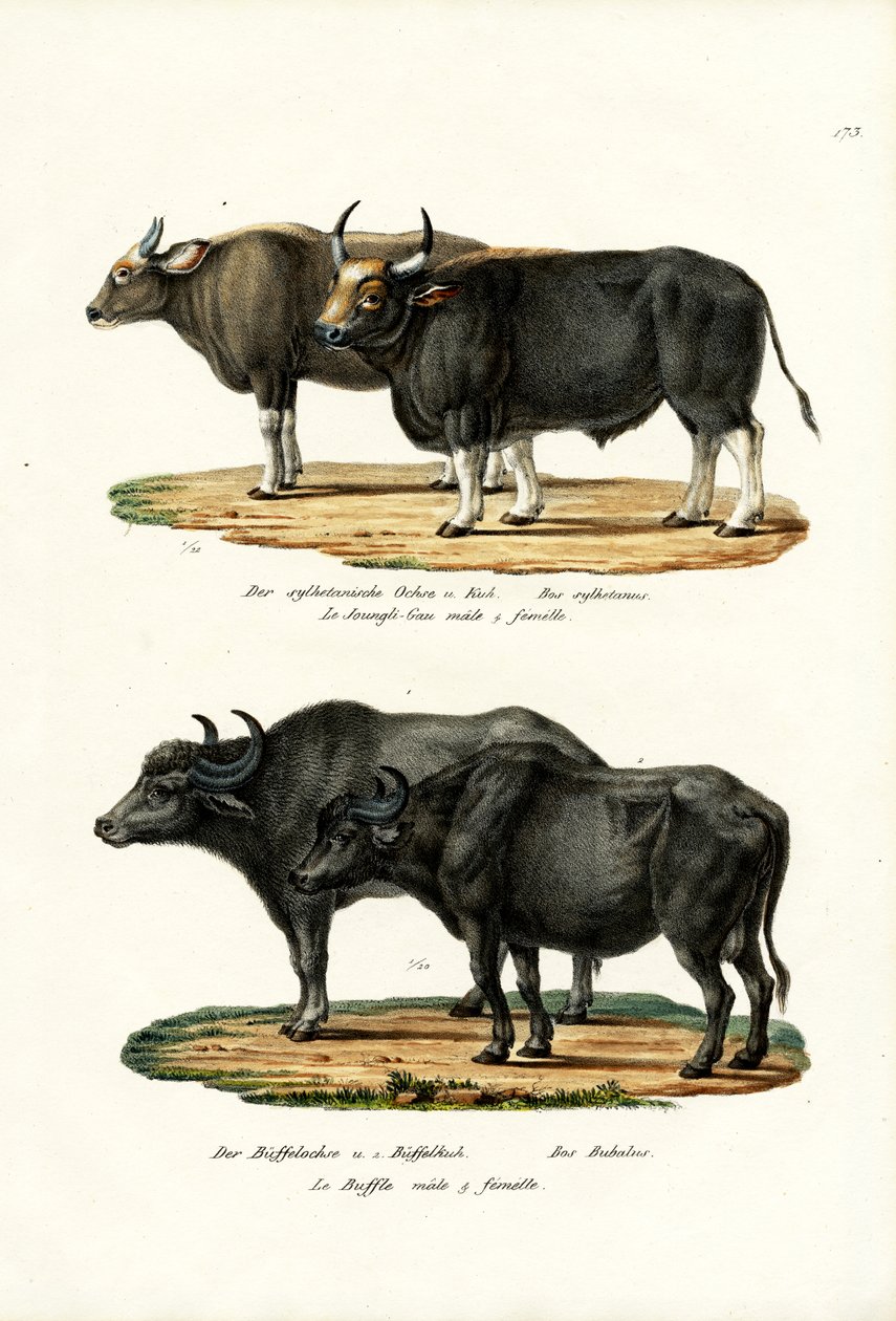 Gaur, 1824 od Karl Joseph Brodtmann