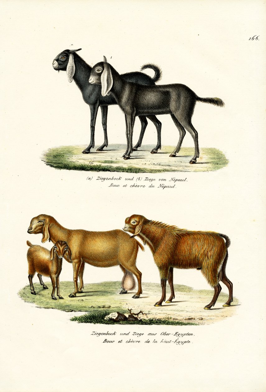 Koza, 1824 od Karl Joseph Brodtmann