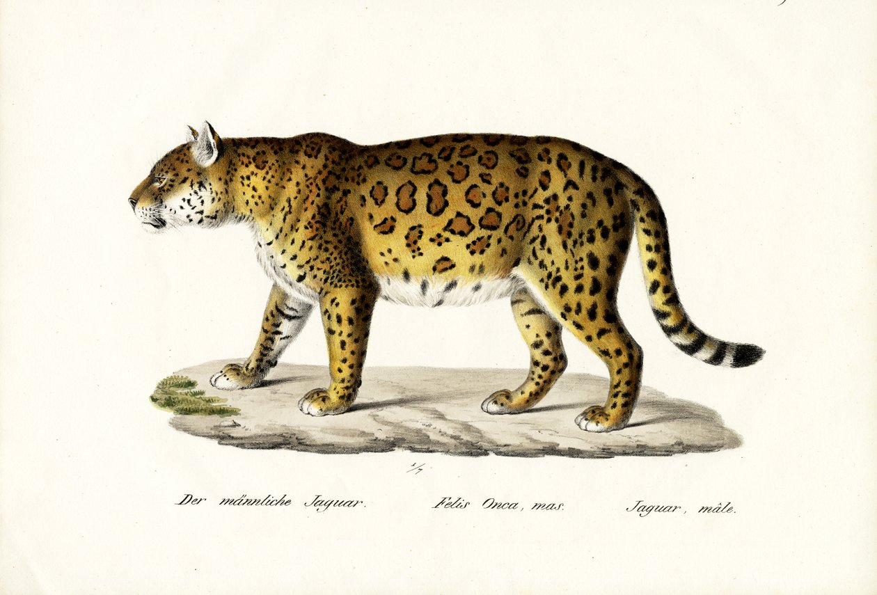 Jaguar, 1824 od Karl Joseph Brodtmann