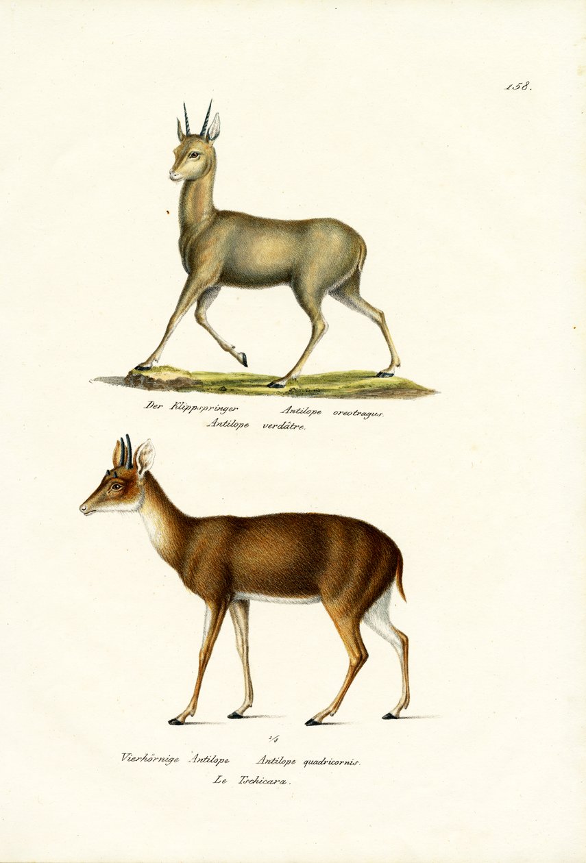 Klipspringer, 1824 od Karl Joseph Brodtmann