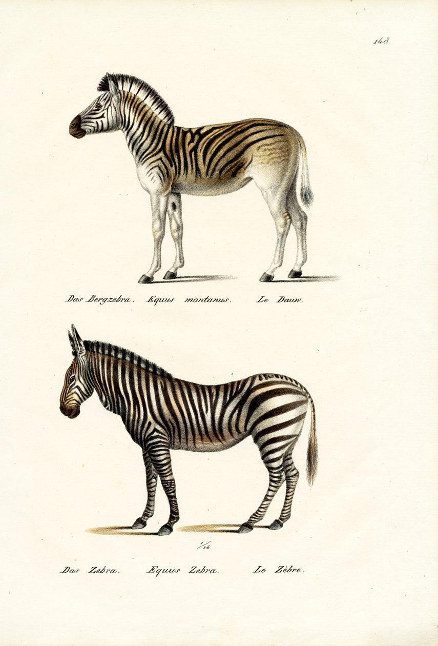 Mountain Zebra, 1824 od Karl Joseph Brodtmann