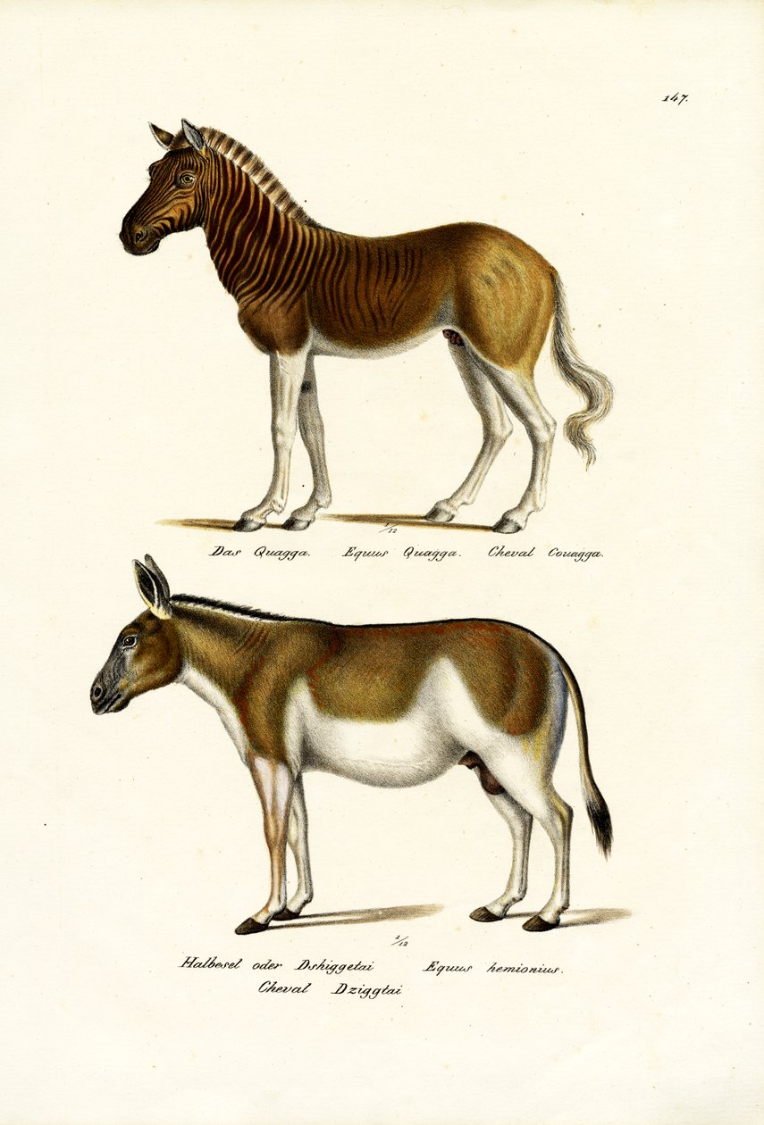 Quagga, 1824 od Karl Joseph Brodtmann