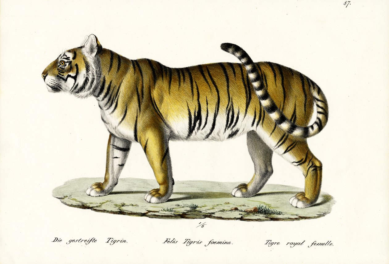 Královský tygr, 1824 od Karl Joseph Brodtmann