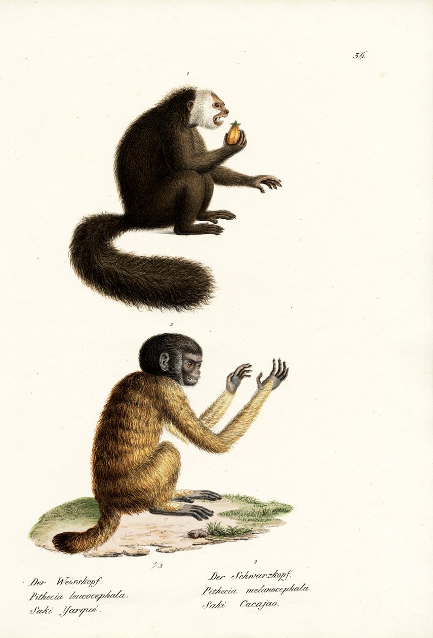 White Saki, 1824 od Karl Joseph Brodtmann