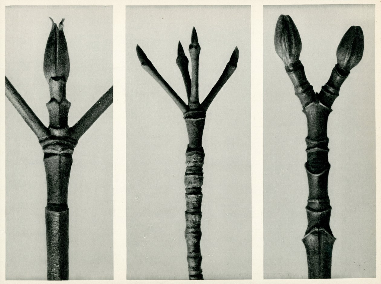 Cornus Nuttallii, 1929 (hlubotisk) od Karl Blossfeldt