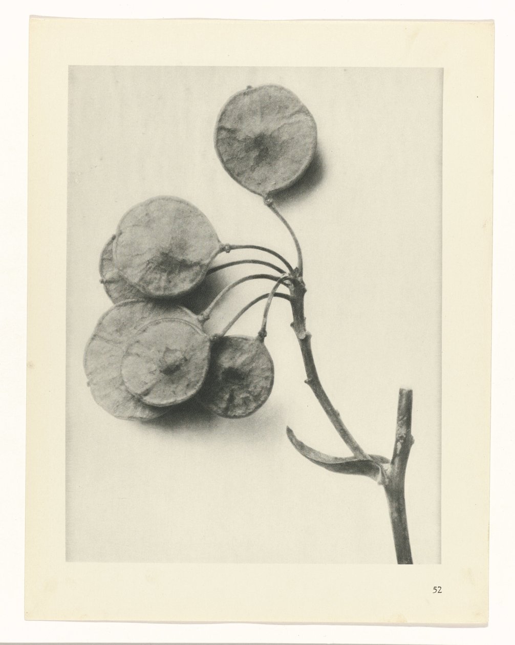 plánovat studii Archetypy umění (název série) od Karl Blossfeldt